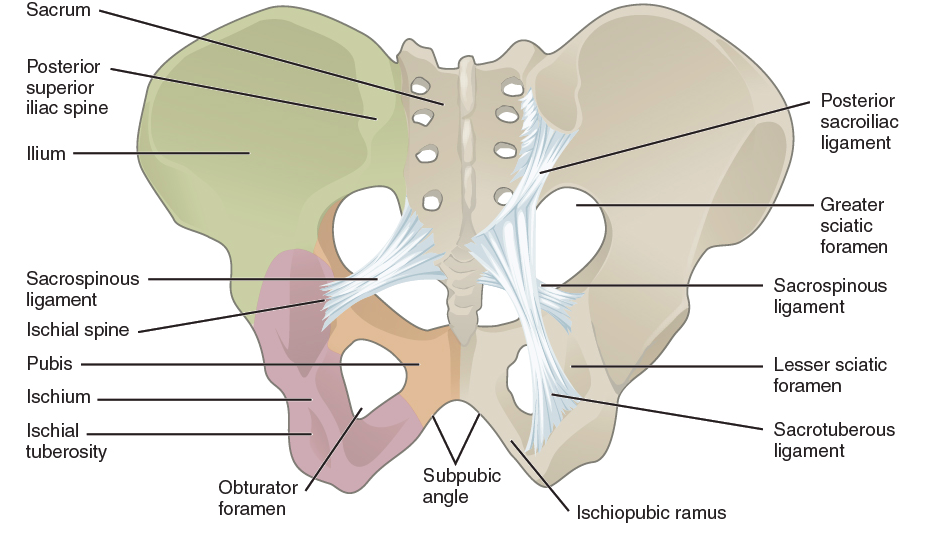Guest Feature - "Pelvic Girdle Pain in Pregnancy" | SPEAR Physical